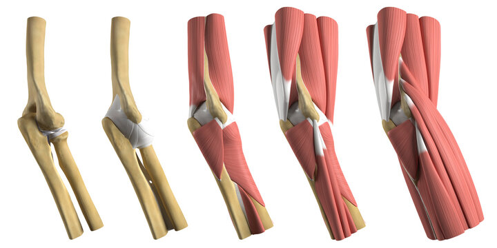 Anatomy of the elbow, illustration