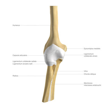 Anatomy of the elbow, labelled illustration