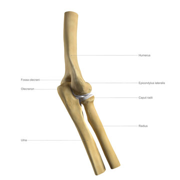 Anatomy of the elbow, labelled illustration