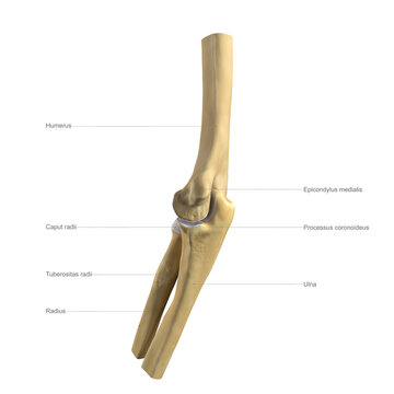 Anatomy of the elbow, labelled illustration