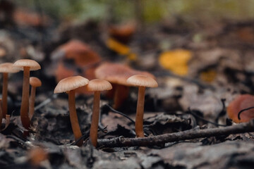 toadstools on green moss on a dark natural background. pagan wiccan, slavic traditions. Witchcraft, esoteric spiritual ritual
