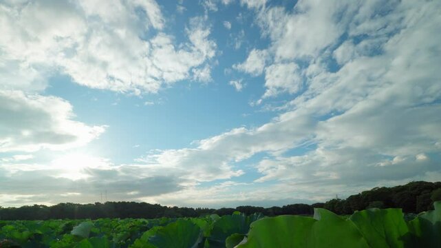 夏の終わりごろ夕方の蓮池の上を流れて行く白い雲 / 24fps