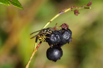 Common wasp (Vespula vulgaris) eating dried berries of the northern highbush blueberry (Vaccinium corymbosum). Family Vespidae. Dutch garden, Summer, August