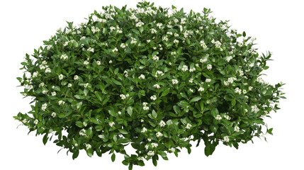 Obraz premium Dense Green Bush Isolated