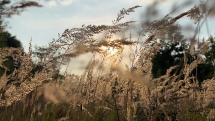 Cortaderia, pampas grass, dry flower at sunset.