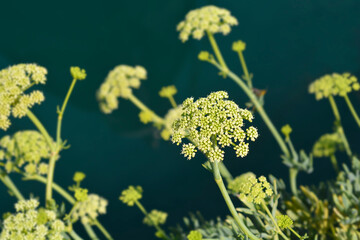 Sea fennel