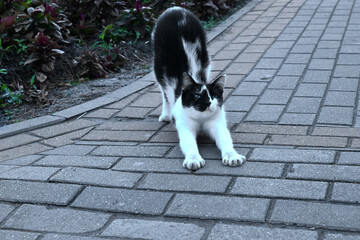 black and white cat stretches out its front paws and arches its back on a paved path surrounded by greenery. Cat looks straight camera, with a calm expression. background is a blurry path and plants.