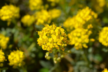 Madwort Golden Spring flowera