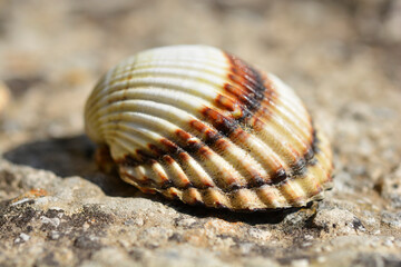 Common cockle shell on a concrete surface