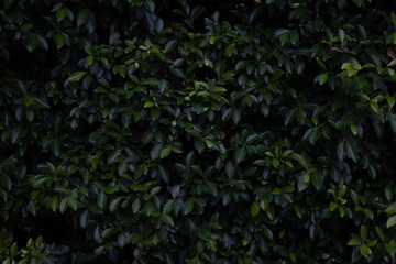 Green leaves realistic background. Beautiful natural tropical texture