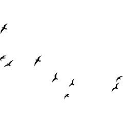 A flock of flying birds, Pigeons Flying Silhouettes, swallow Flying Silhouettes, group of birds in the sky, Silhouettes of wild birds in flight
