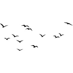 A flock of flying birds, Pigeons Flying Silhouettes, swallow Flying Silhouettes, group of birds in the sky, Silhouettes of wild birds in flight
