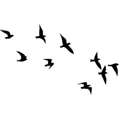 A flock of flying birds, Pigeons Flying Silhouettes, swallow Flying Silhouettes, group of birds in the sky, Silhouettes of wild birds in flight
