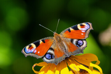 Schmetterling (Pfauenauge)
