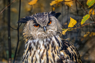 Uhu im Herbstwald