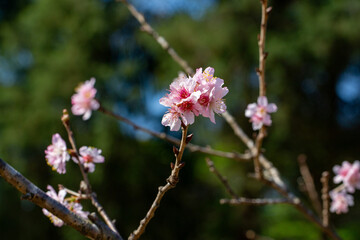 Flor de cerejeira. Sakura