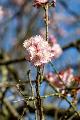 Flor de cerejeira. Sakura