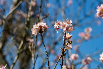 Flor de cerejeira. Sakura