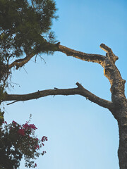 branches against sky