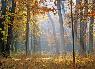 View of Autumn Forest with Sun Rays