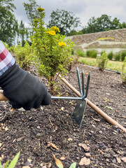  gardener in gloves with rakes loosening the soil on a flower bed, take care of plants