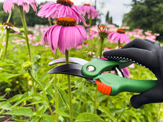 Woman in gardening gloves pruning bush flower with secateurs in a garden greenhouse, closeup