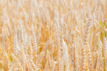 New crop of wheat. Ears of wheat in the sun. Field before harvest.