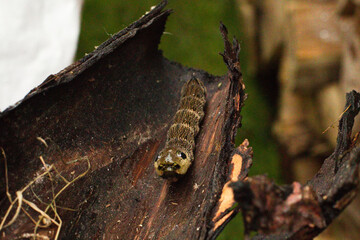Raupe des mittleren Weinschwärmer