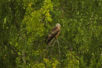 Rotmilan bei regen in einer Birke sitzend