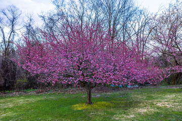 Fototapeta premium Flowering crabapple tree on green-yellow lawn in early spring with bare shrubs and lake in background on cloudy day. USA. 
