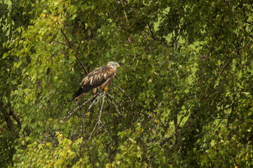 Rotmilan bei regen in einer Birke sitzend