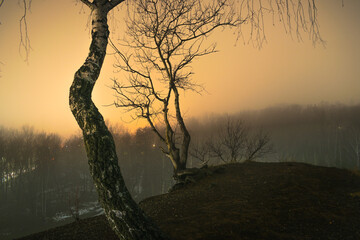 Samotne drzewa na wzgórzu © Krzysztof Rostkowski