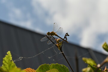 Libelle im Park auf einem Zweig