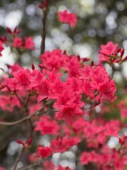 Azalea in a park