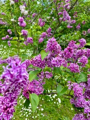 Lilac garden in a park