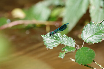 Eine farbige, stimmungsvolle Aufnahme von einer Libelle am Ufer eines Baches