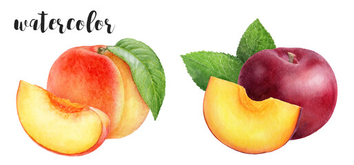 A beautiful Watercolor Peach and Plum Artwork that captures the essence of freshness and vibrancy