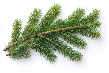 Obraz premium fir tree branch on white background