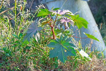 fern