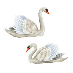 White swan isolated on the white background. Vector.