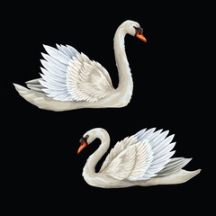 White swan isolated on the black background. Vector.
