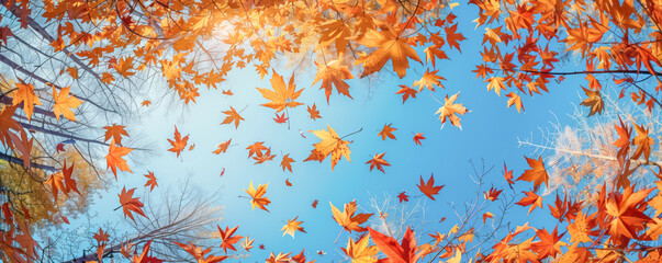 bottom up view of many colourful autumn maple leaves falling from the trees in beautiful park in autumn