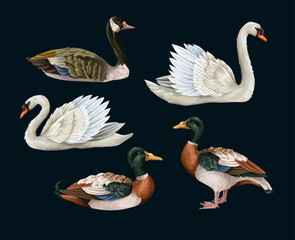 White swan and duck isolated. Vecto