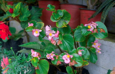 Begonia plant with beautiful purple-pink hued flower in garden. Begonias are tropical evergreen, fairy low maintenance plant. Photo taken in Sonada, Darjeeling.