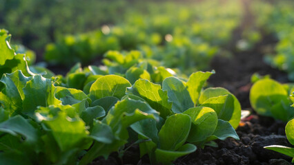 Young lettuce plants growing in a garden bed