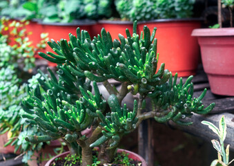 Crassula ovata 'Gollum', a cultivar of jade plant with tube-shaped leaves with slightly flared,...