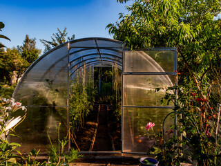 greenhouse with tomatoes and vegetables in the garden