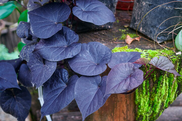 Purple sweet potato leaves or called Ipomea Batatas Poiret, with various health benefits and a...