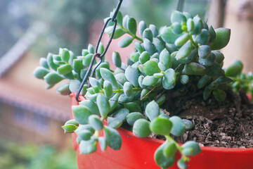 cotyledon pendens succulents with thick, fleshy leaves, hanging from pot. photo taken in Sonada, Darjeeling, West Bengal.