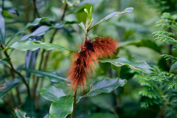 big red-brown hairy Caterpillar, larva of Areas galactina, the milky tiger moth. Found in forest of Sonada, near Darjeeling, West Bengal. This creepy looking insect, Photo taken in Sonada, Darjeeling.